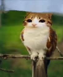 Site hosted by Neocities